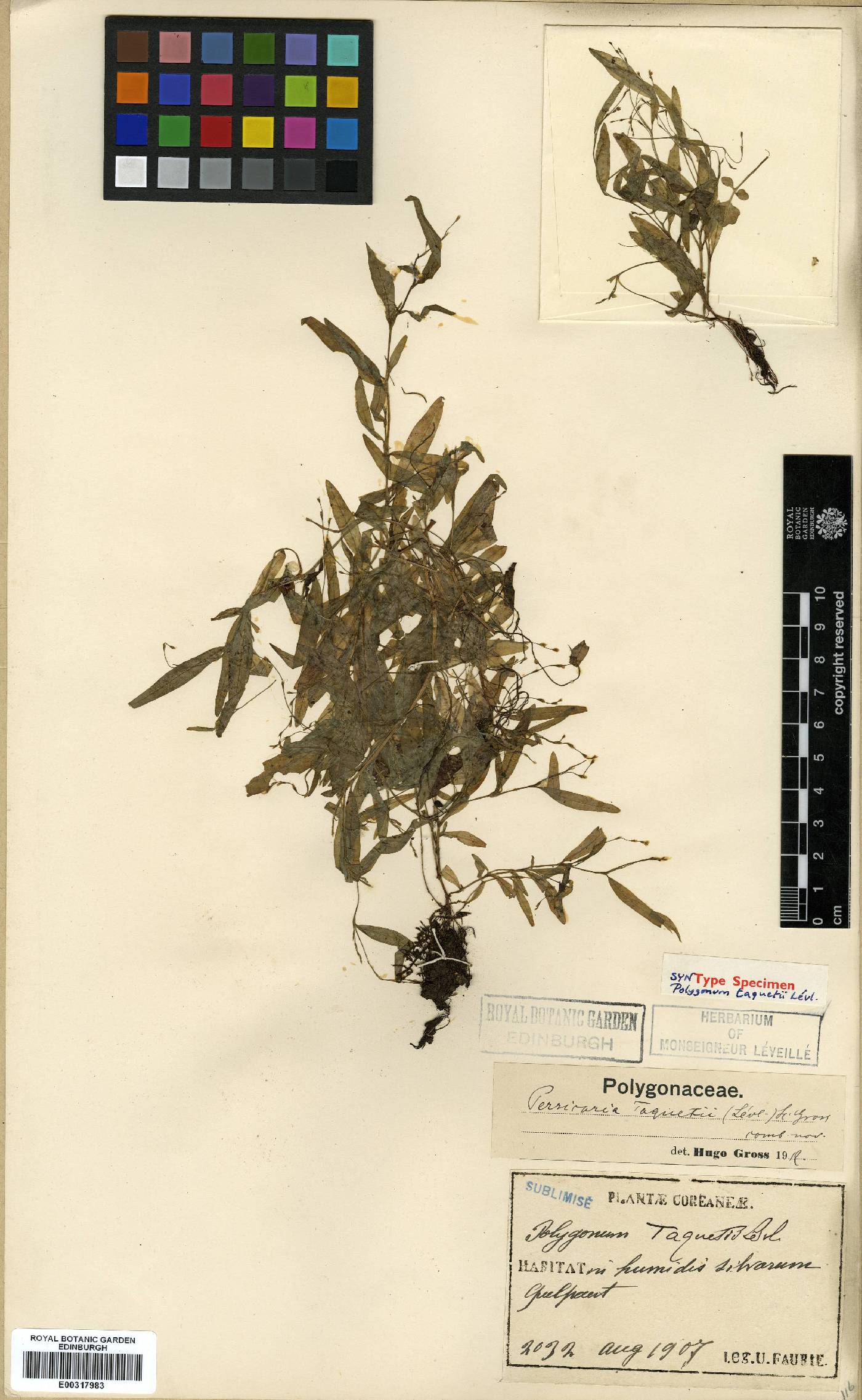 Persicaria taquetii image