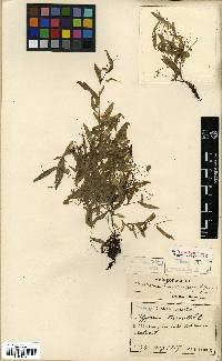 Persicaria taquetii image