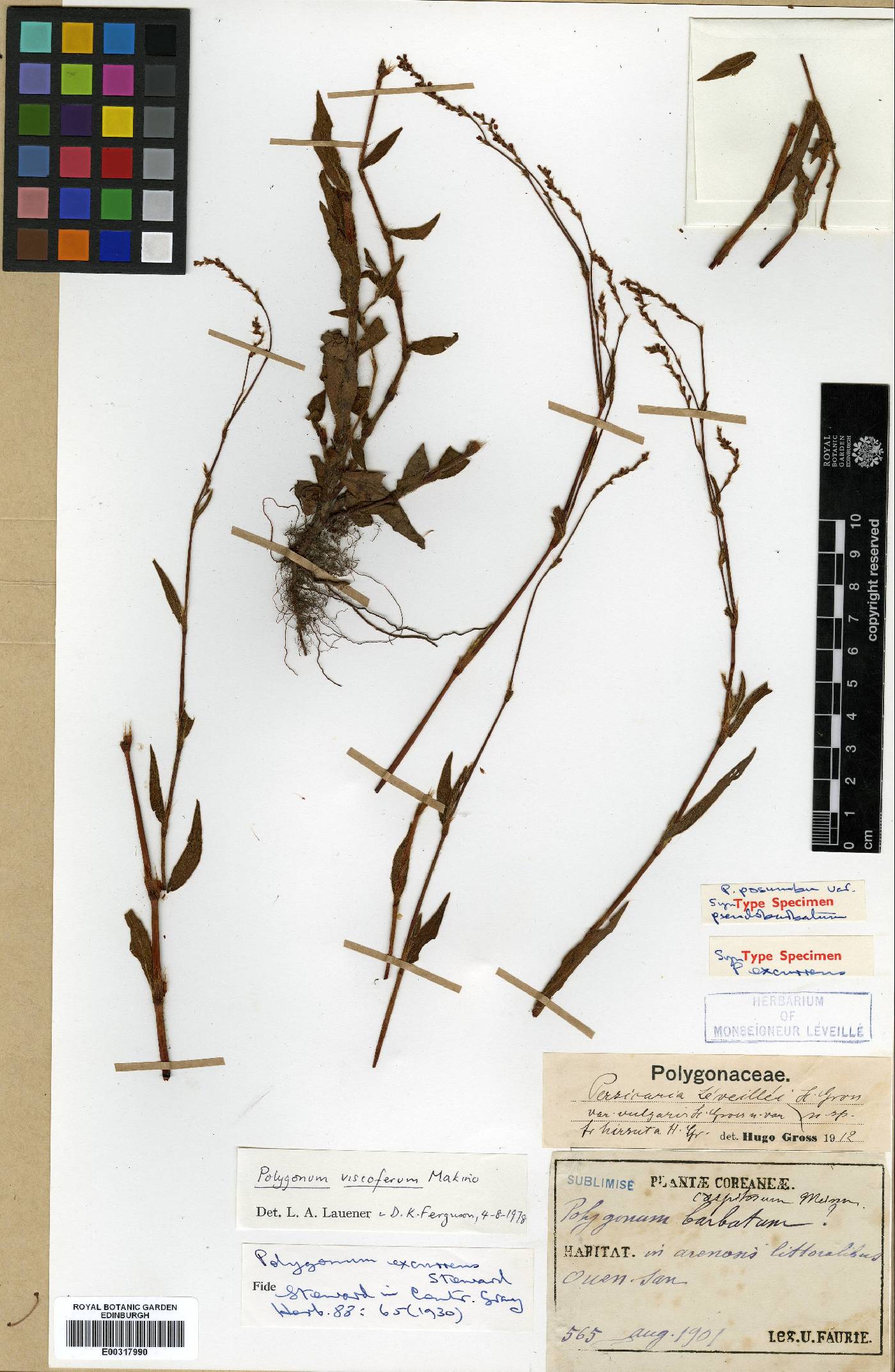 Persicaria posumbu image