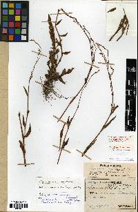 Image of Sciaphila tosaensis