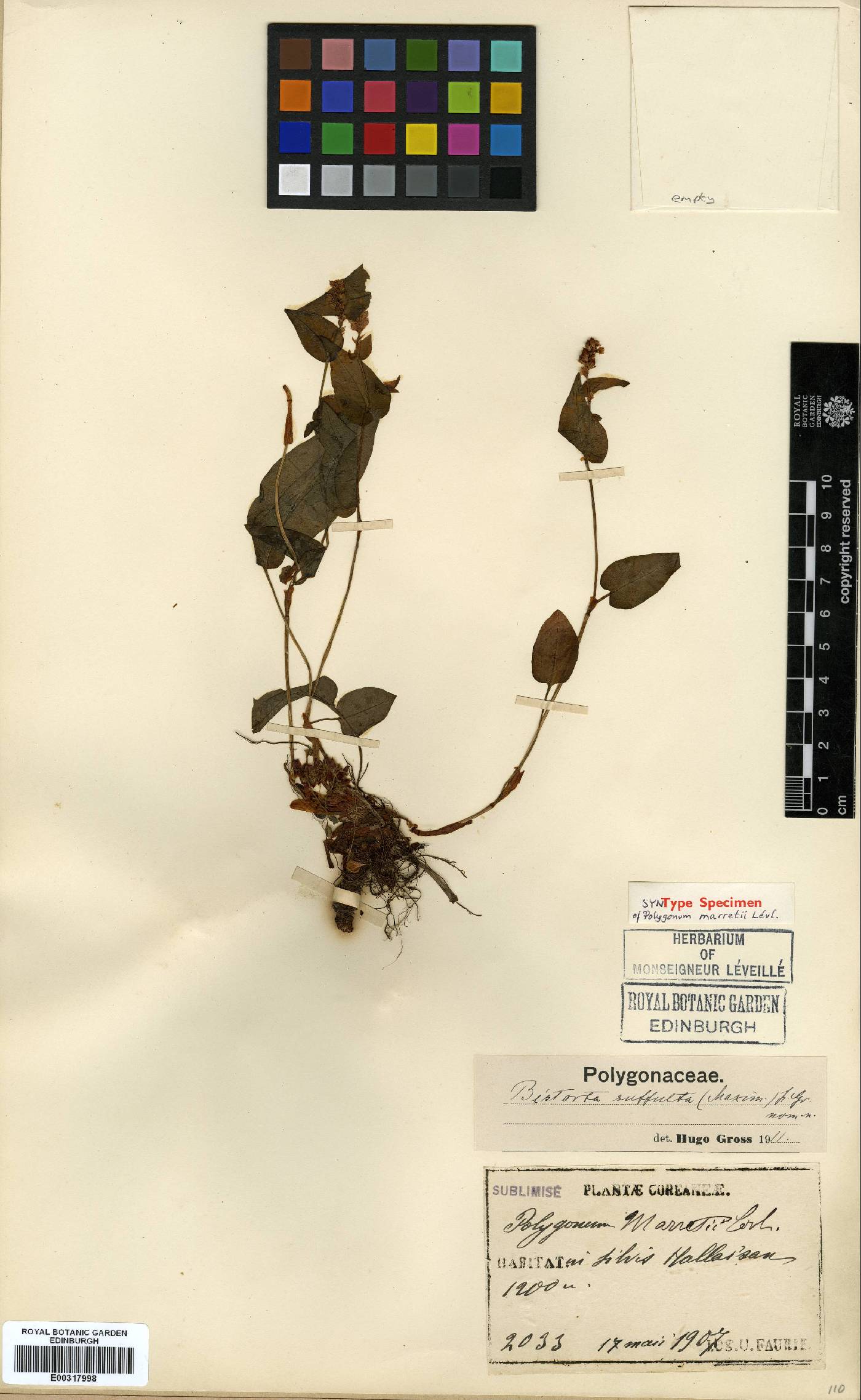 Bistorta suffulta image