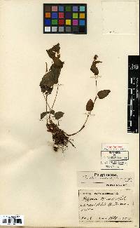 Image of Bistorta suffulta