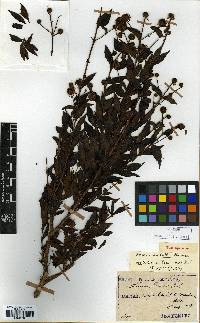 Image of Adina rubella