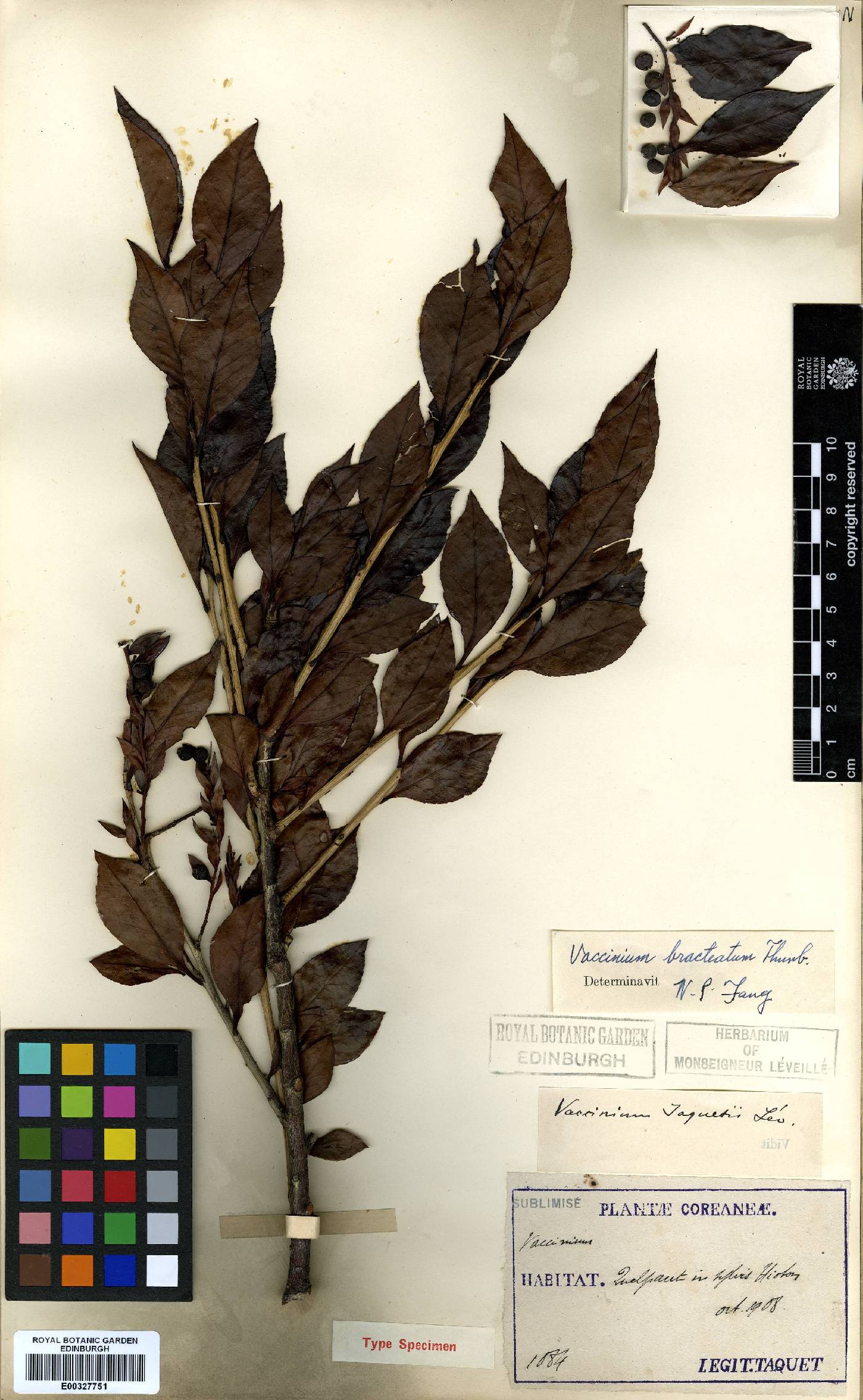 Vaccinium bracteatum image