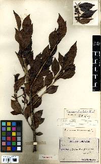 Vaccinium bracteatum image