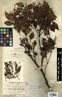 Vaccinium bracteatum image