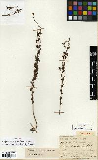 Image of Hypericum japonicum