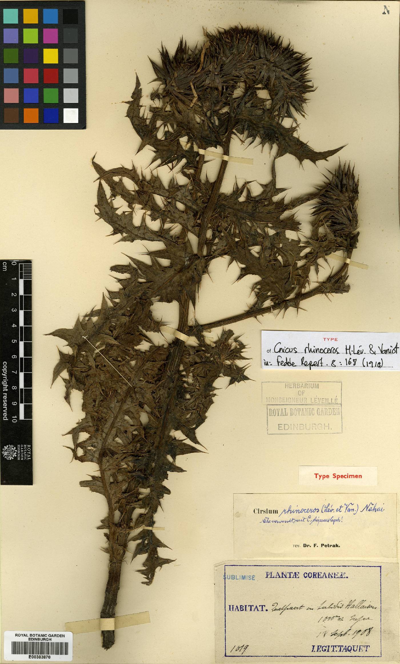 Cirsium rhinoceros image