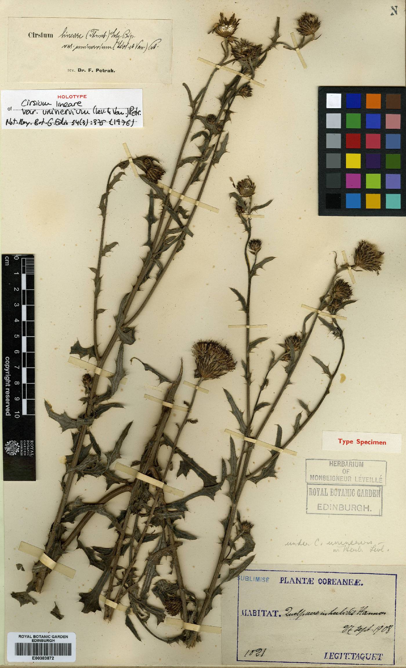 Cirsium lineare image