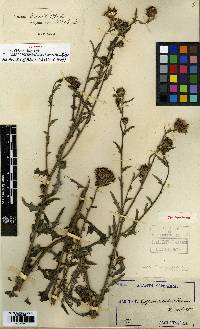 Cirsium lineare image