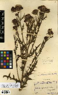 Cirsium japonicum image