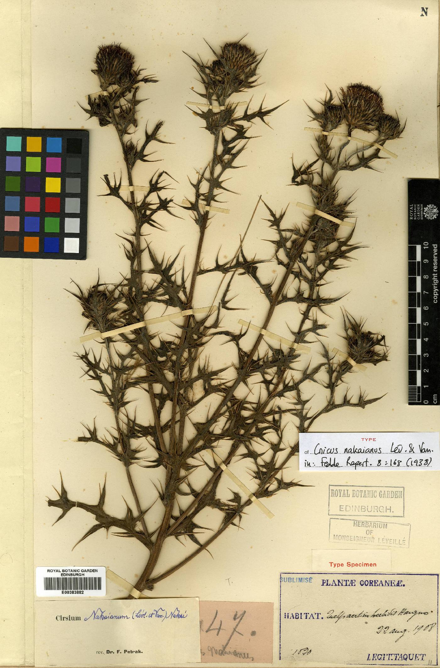 Cirsium japonicum image