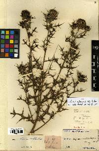 Cirsium japonicum image