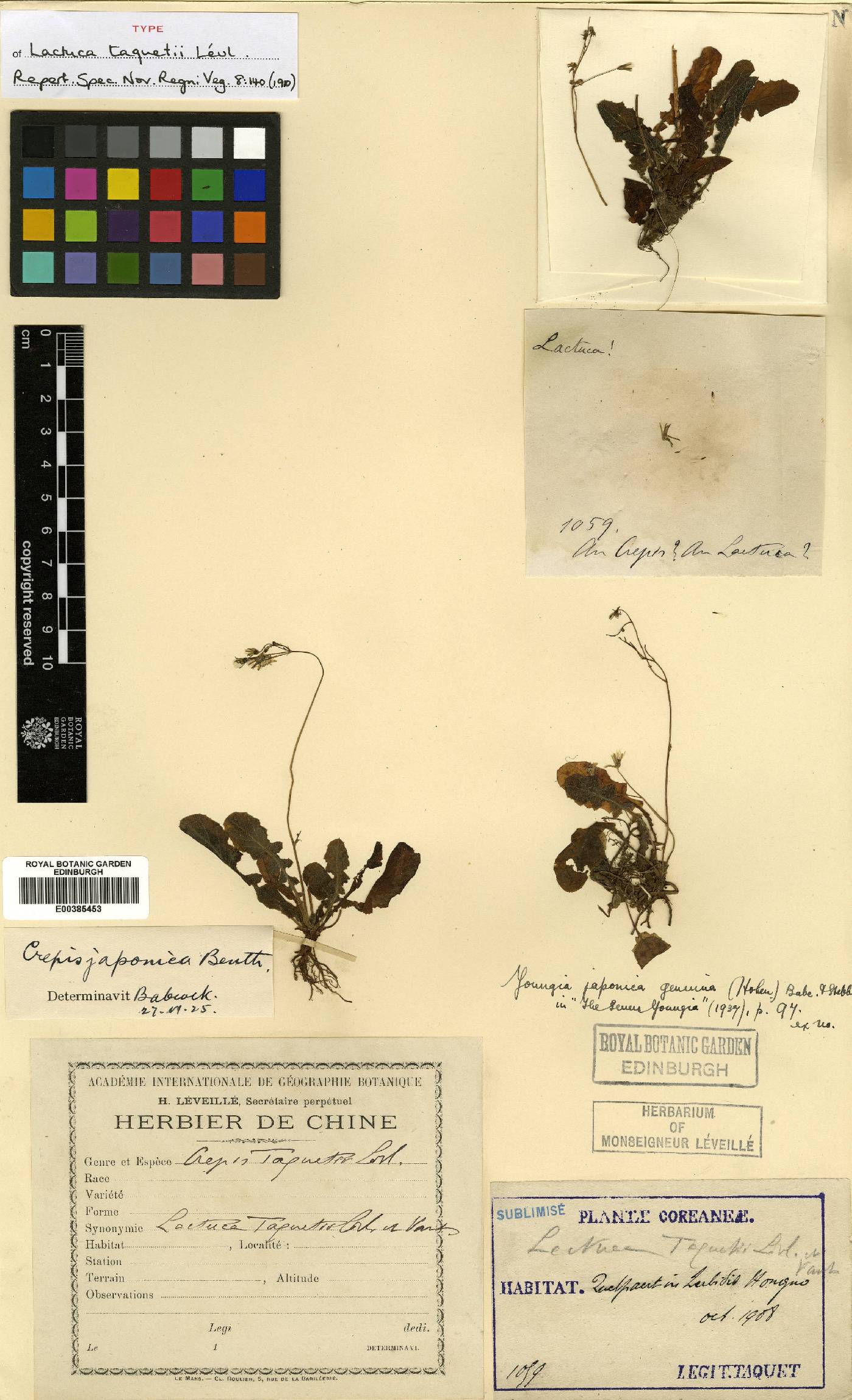 Youngia japonica image