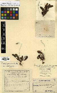 Youngia japonica image