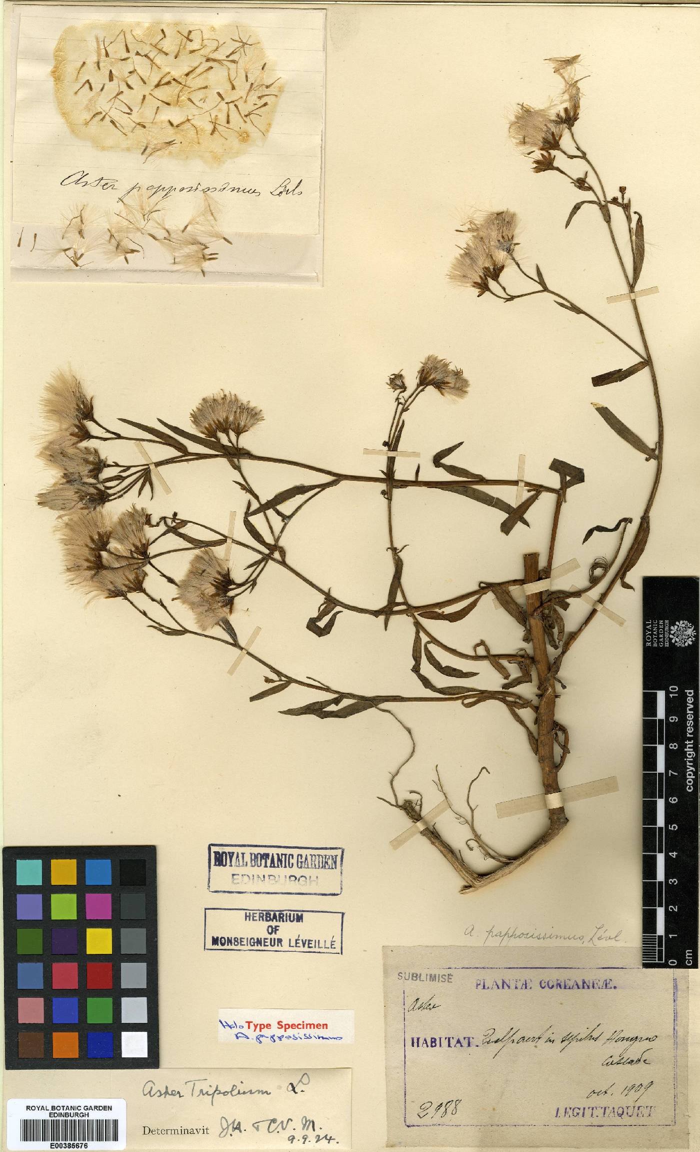 Tripolium pannonicum image