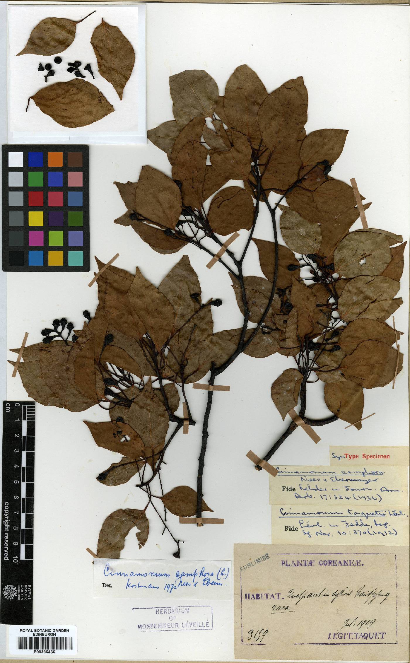 Cinnamomum camphora image