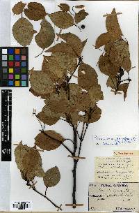 Cinnamomum camphora image