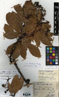 Litsea coreana image