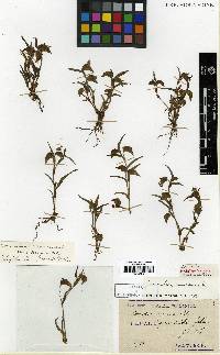 Commelina communis image