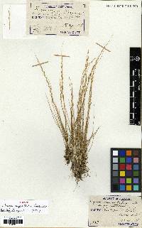 Tripogon longe-aristatus image