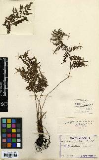 Athyrium yokoscense image