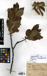 Salix caprea image