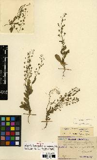 Capsella bursa-pastoris image