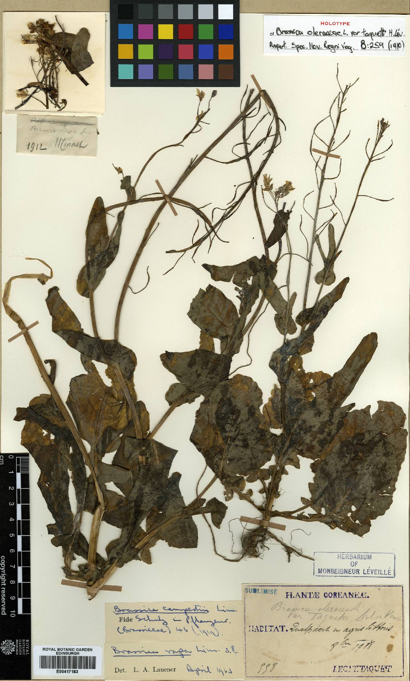 Brassica oleracea image