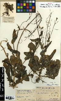 Image of Brassica oleracea