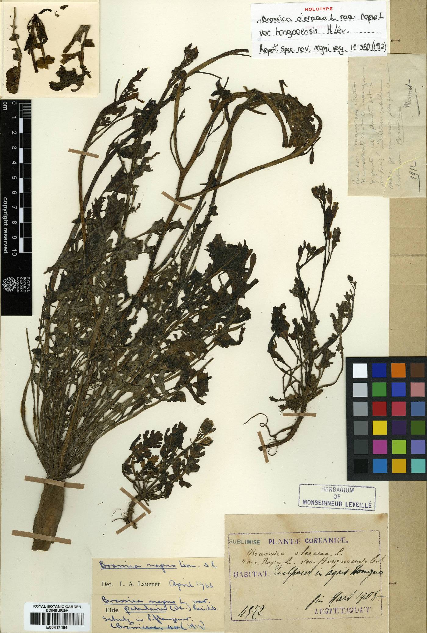 Ehretia dunniana image