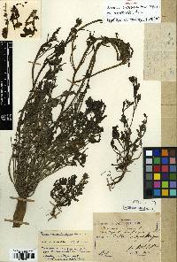 Image of Ehretia dunniana