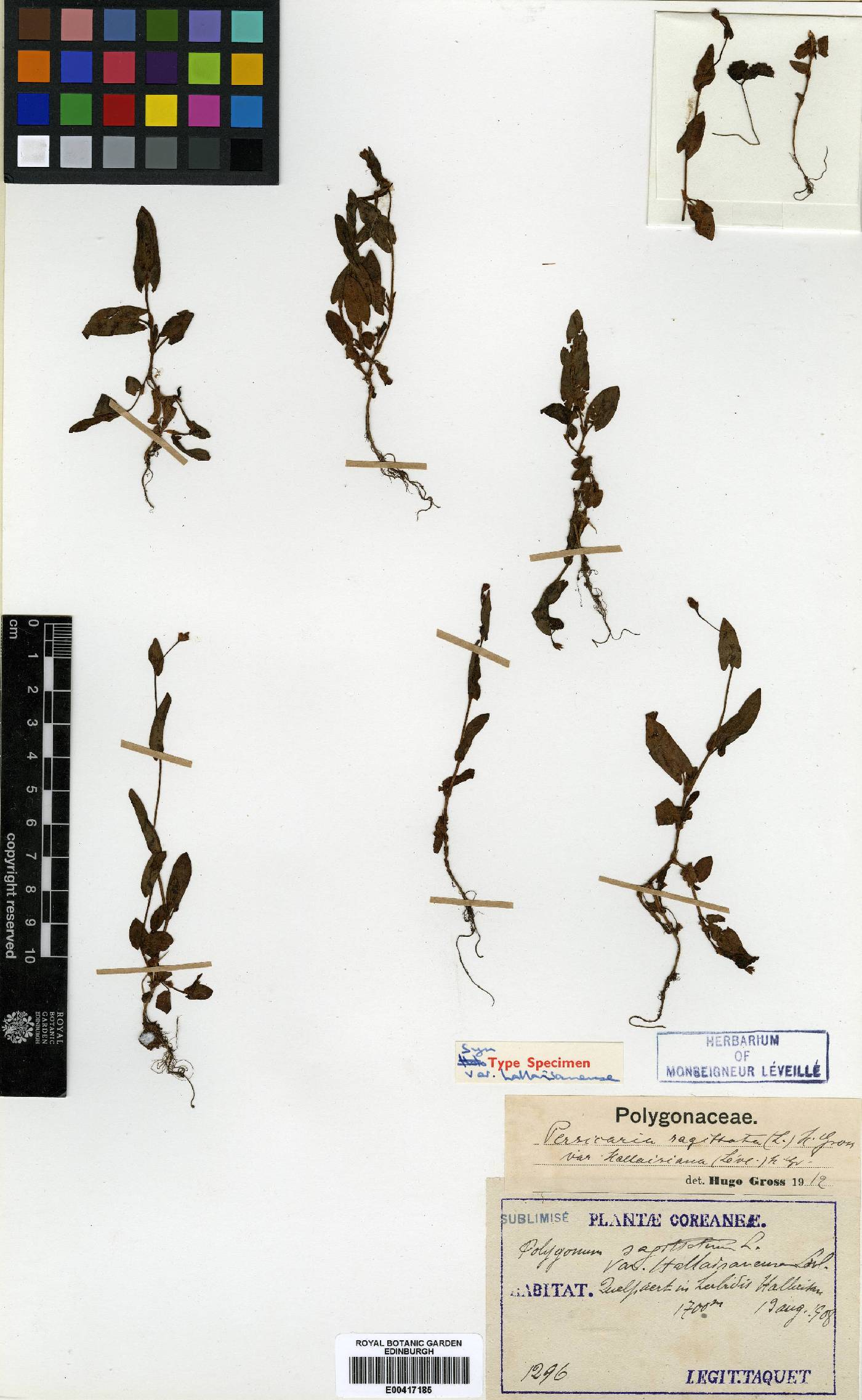 Persicaria sagittata image