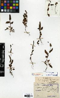 Persicaria sagittata image