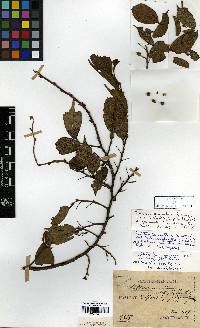 Celtis biondii image