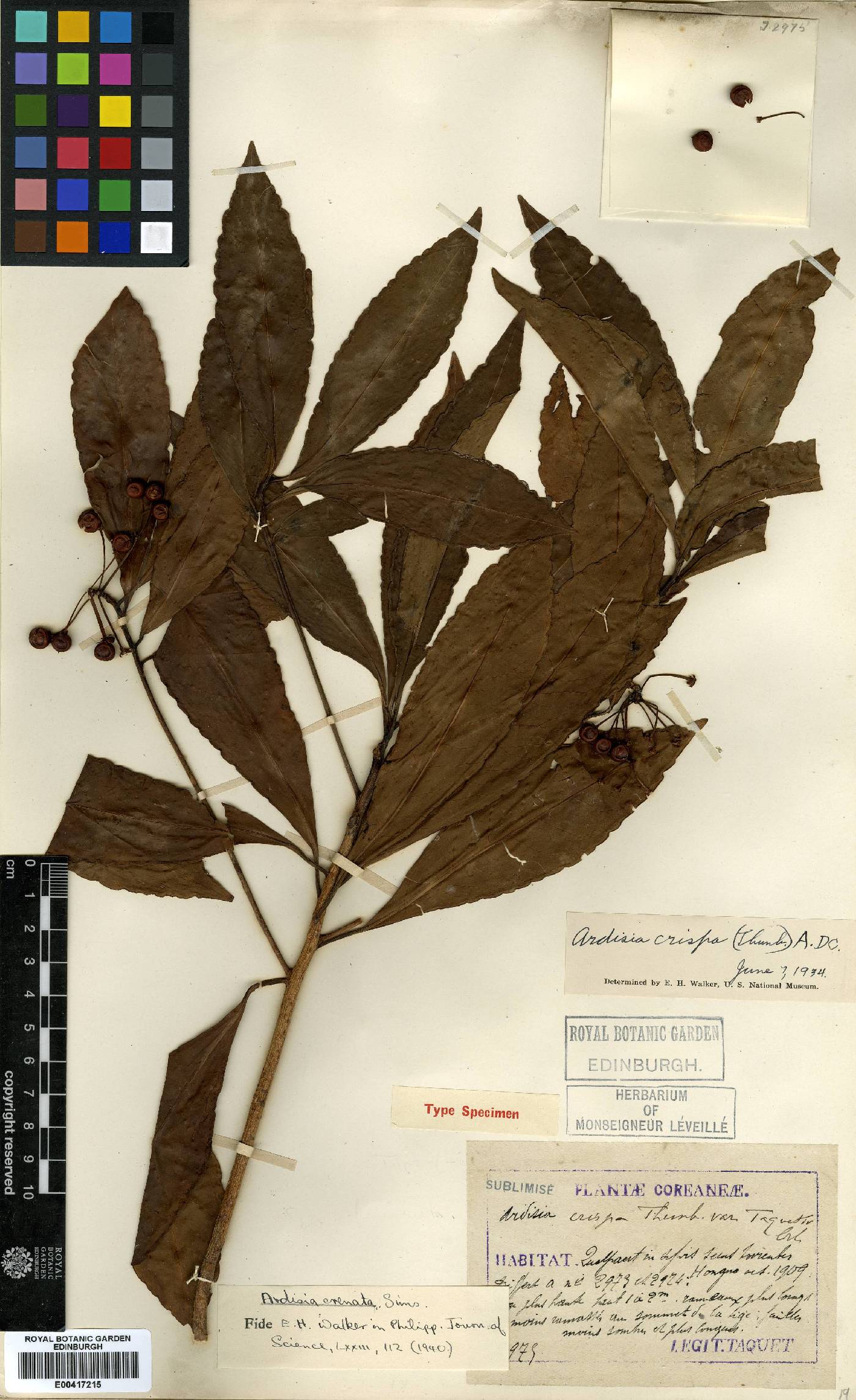 Ardisia crenata image
