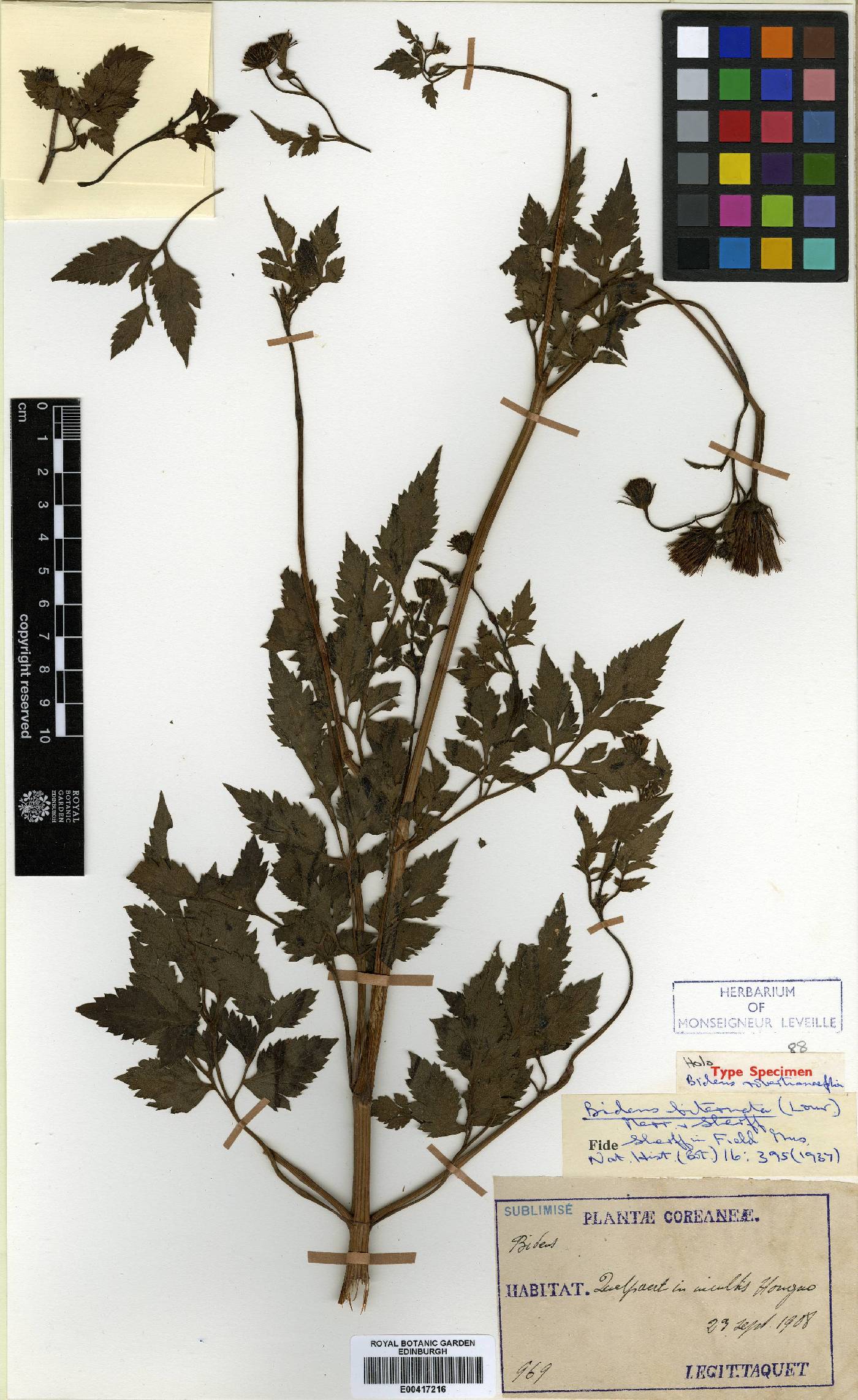 Bidens biternata image