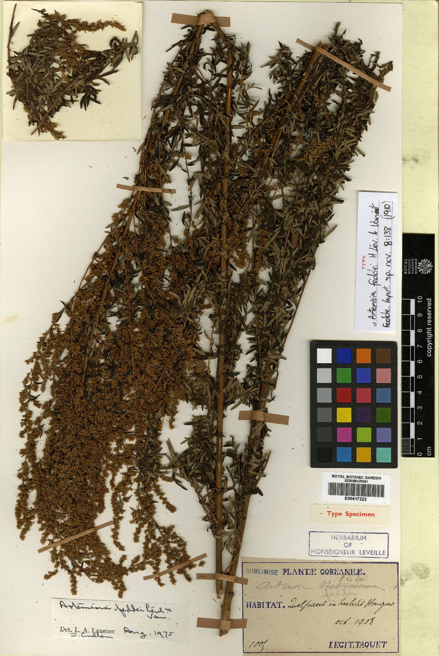 Artemisia lancea image