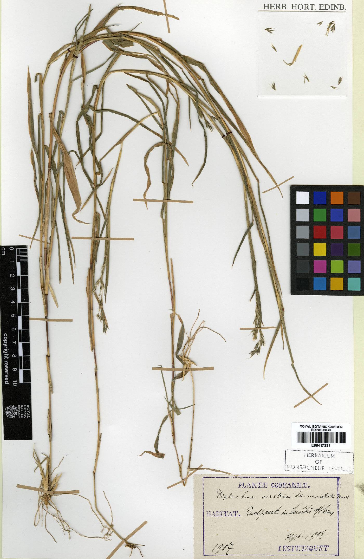 Cleistogenes hackelii image