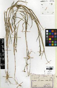 Cleistogenes hackelii image