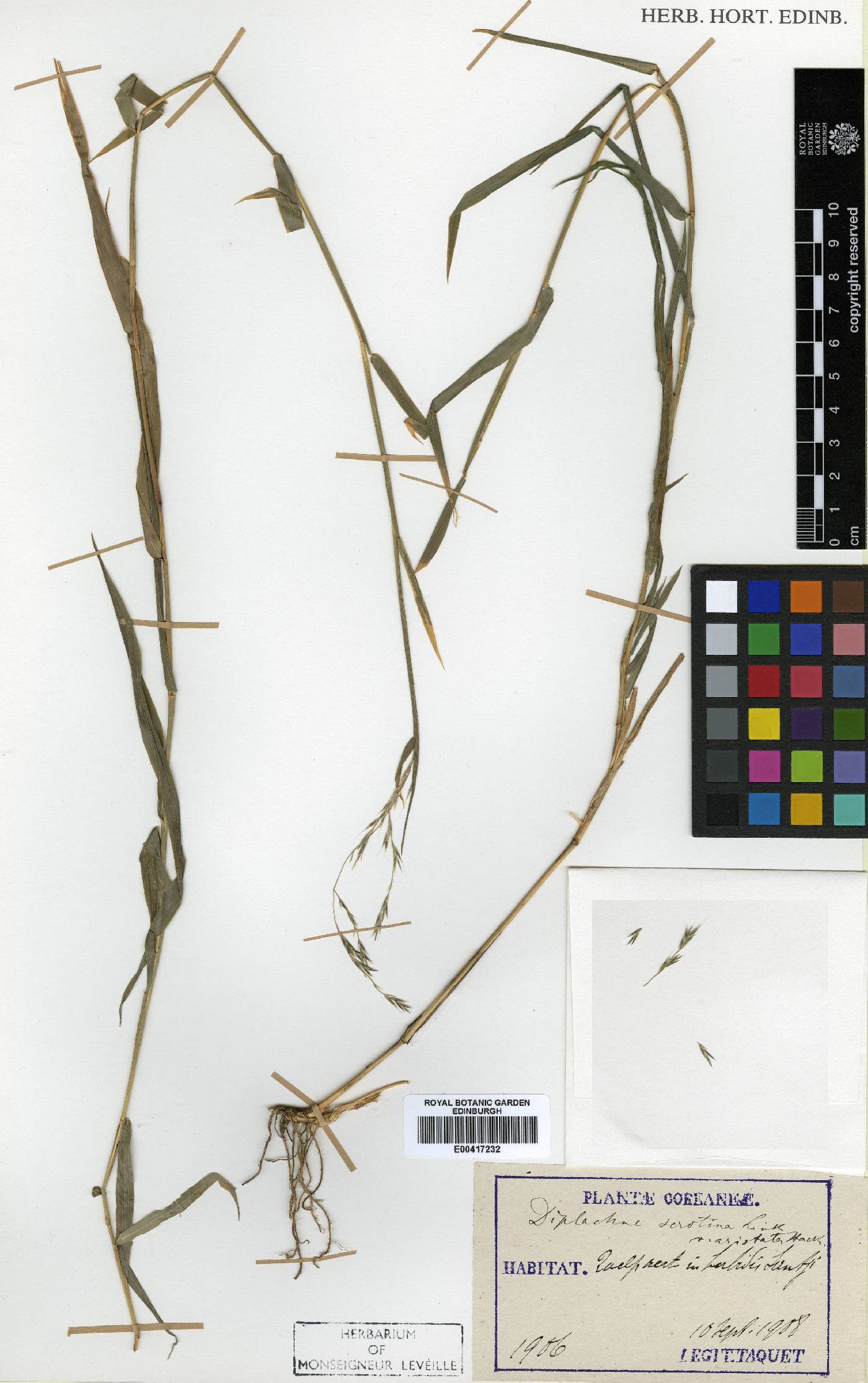 Cleistogenes hackelii image