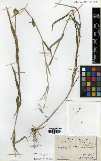 Cleistogenes hackelii image