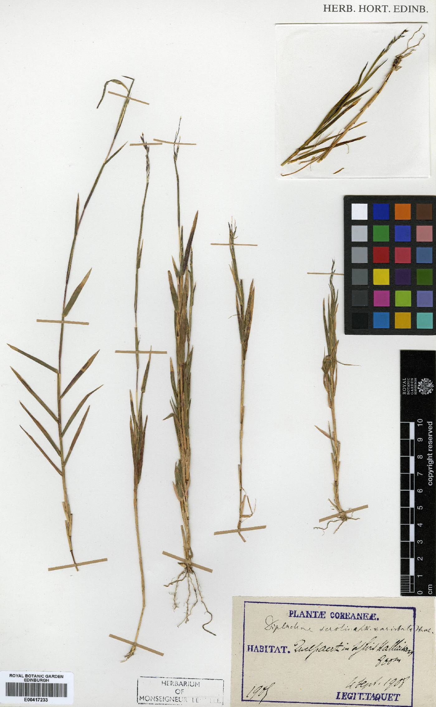 Cleistogenes hackelii image