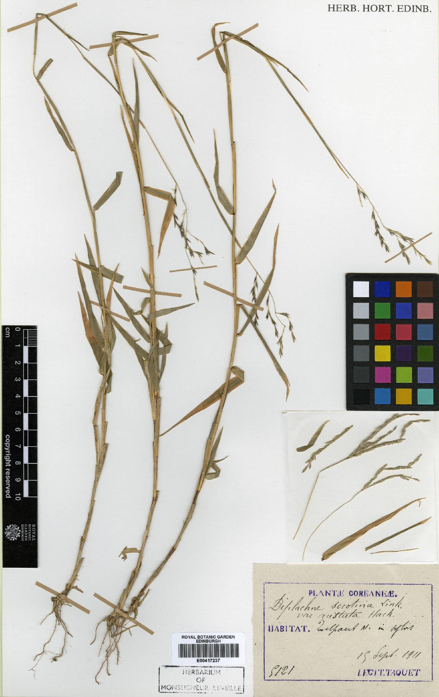 Cleistogenes hackelii image