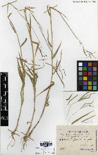 Cleistogenes hackelii image