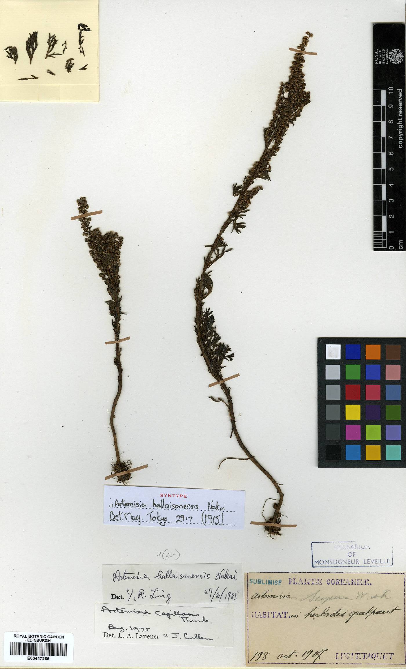 Artemisia japonica image