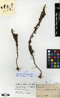 Artemisia japonica image