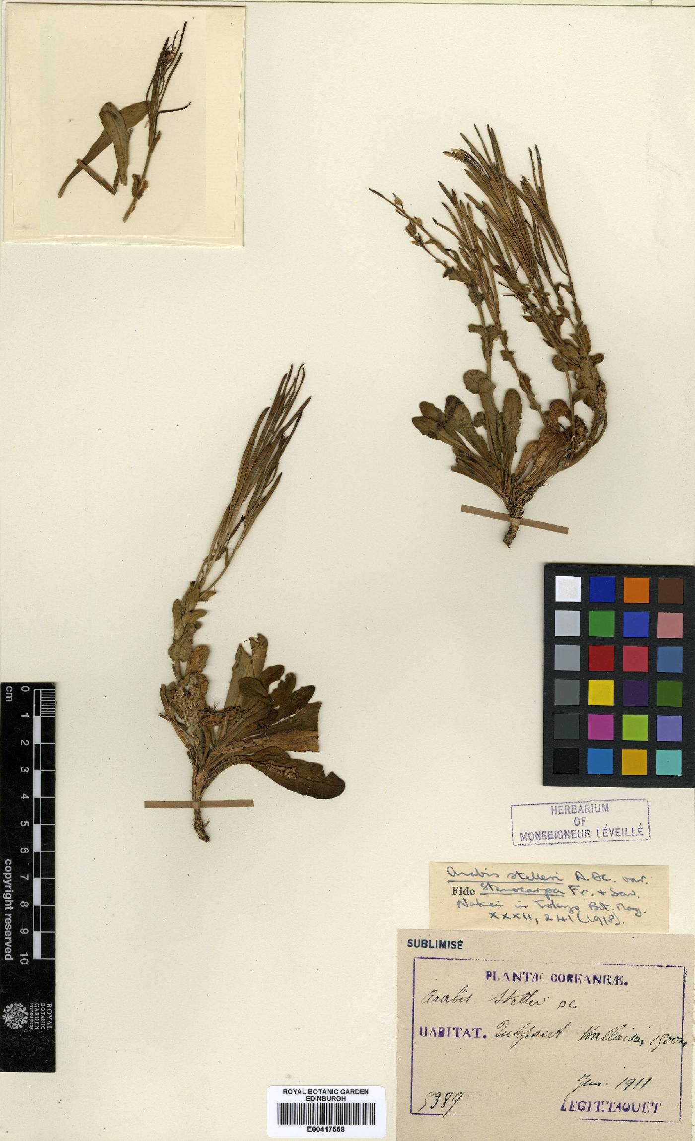 Arabis serrata image