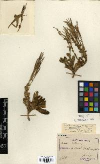 Arabis serrata image