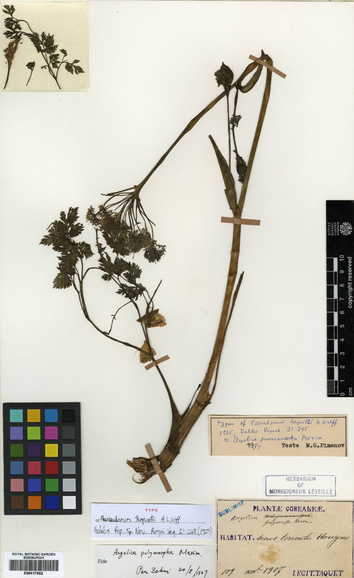 Angelica polymorpha image
